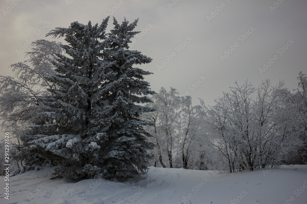Snowy winter spruce forest Snowy winter spruce forest