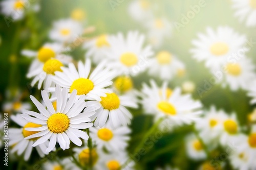 Meadow with beautiful Daisies