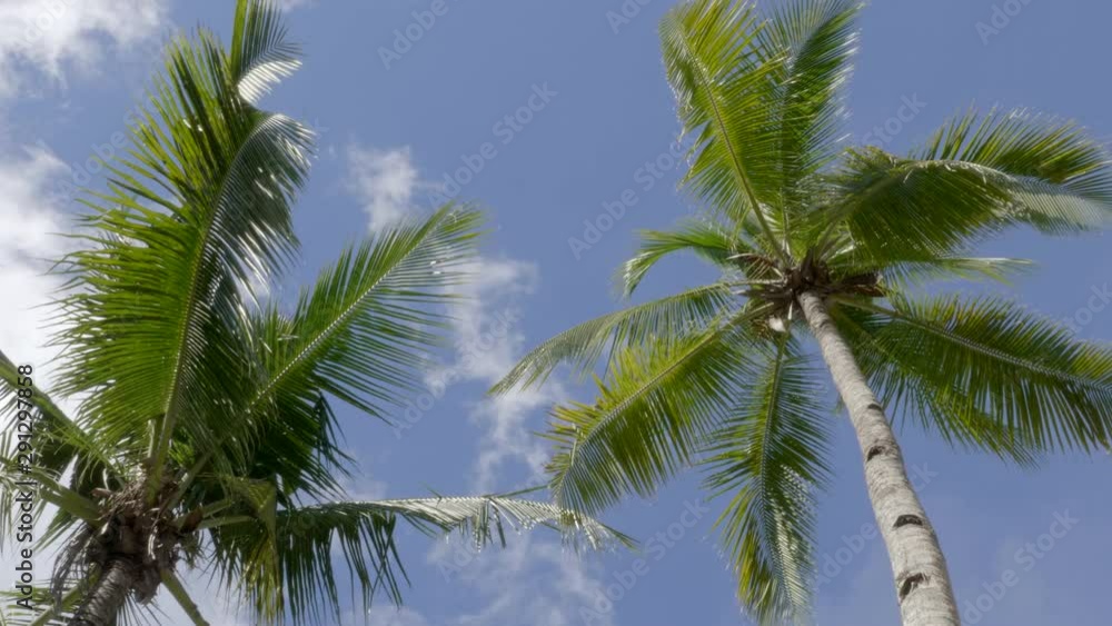 Tropical palm trees with a blue sky as a background. a scattered cloud on the sky. Tropical palm trees with a blue sky as a background. a scattered cloud on the sky.