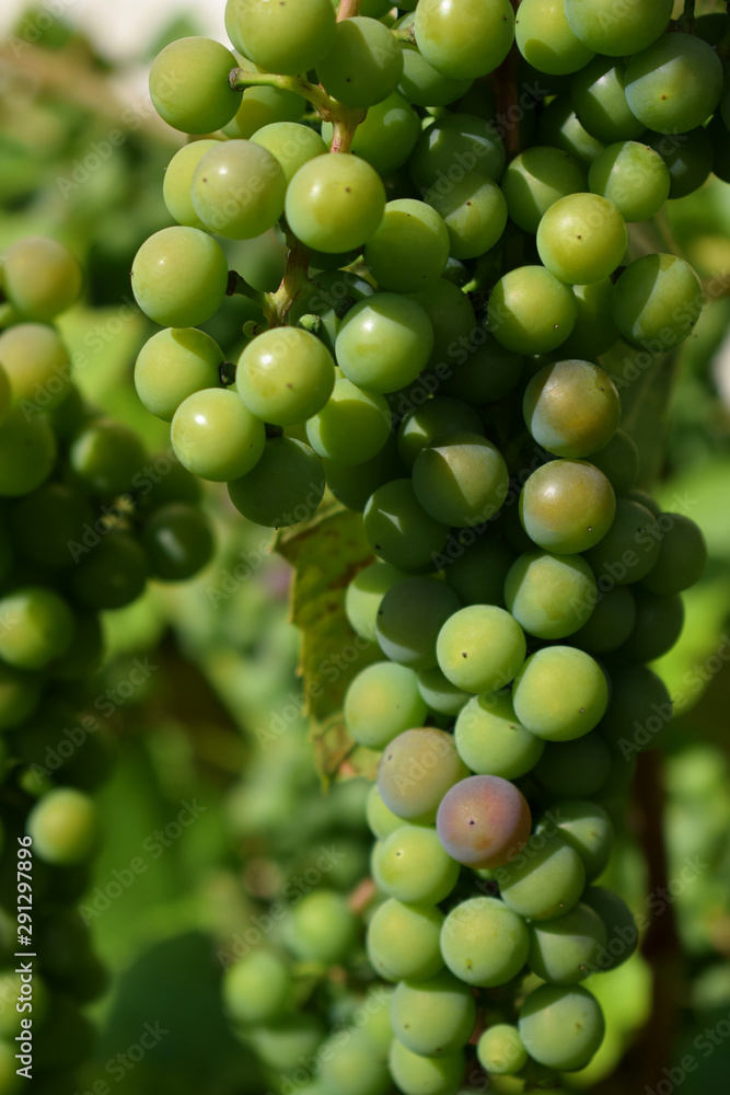 Isabella grapes are ripening under the sun rays Isabella grapes are ripening under the sun rays