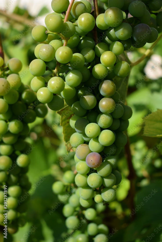 Isabella grapes are ripening under the sun rays Isabella grapes are ripening under the sun rays