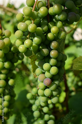 Isabella grapes are ripening under the sun rays