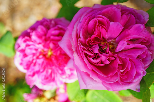 Fragrant pink antique rose in the garden