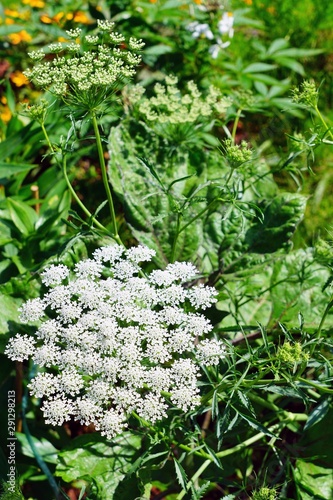 White flower clusters of Queen Anne’s Lace wild carrot (Daucus Carota) frowing in the garden photo