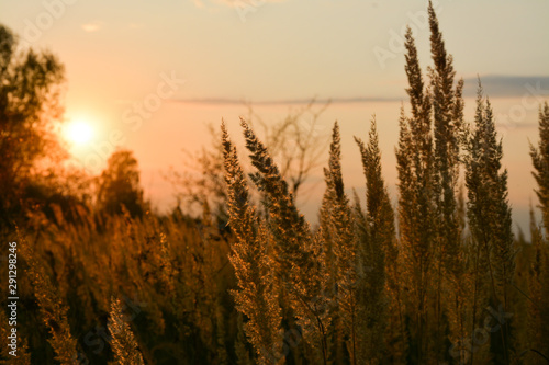 Wild field and beautiful sunset © Olena