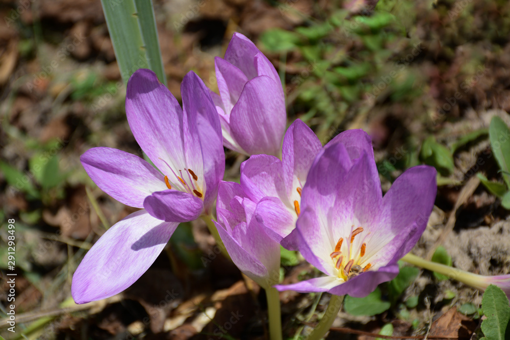 Beautiful purple crocuses bloom in the open in autumn Beautiful purple crocuses bloom in the open in autumn