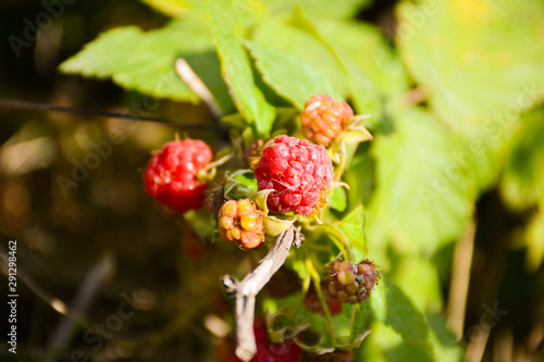Ripe red raspberries on a bush on a blurred green background