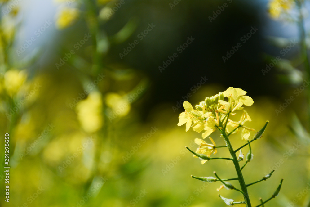  Yellow white mustard flowers on a green blurred background