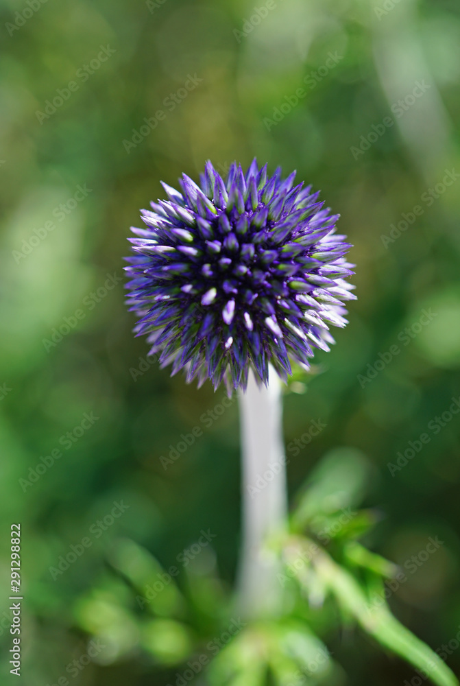 Blue globe thistle flowers growing in the garden Blue globe thistle flowers growing in the garden