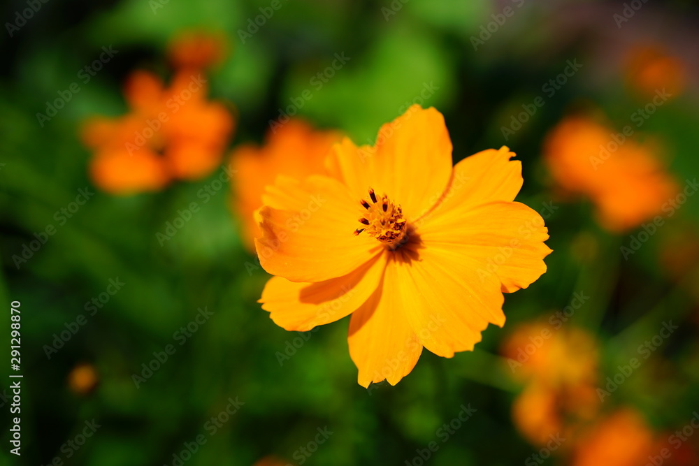 Orange coreopsis flower growing in the garden Orange coreopsis flower growing in the garden