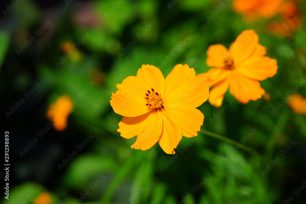Orange coreopsis flower growing in the garden Orange coreopsis flower growing in the garden