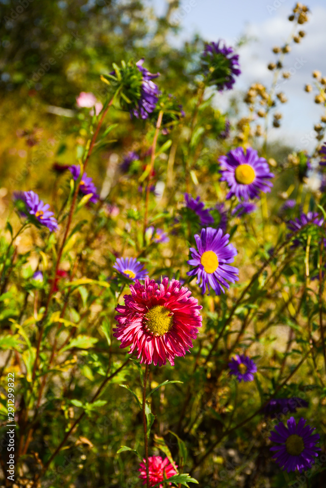 Purple and red aster flowers in the flowerbed Purple and red aster flowers in the flowerbed