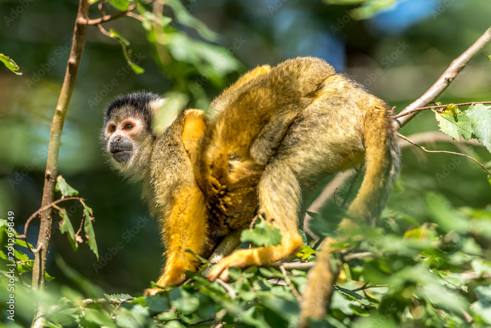 Fototapeta premium squirrel monkey with young on its back