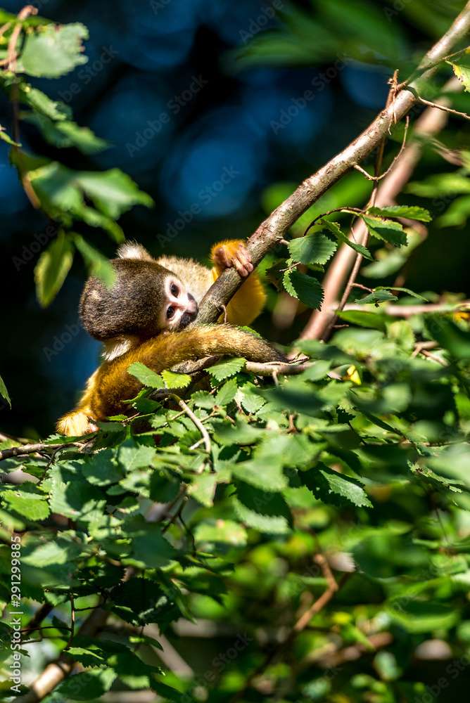 young squirrel monkey lays its ear on the branch