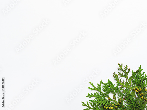 White background with thuja branches. Copy space. Flat lay  top view.