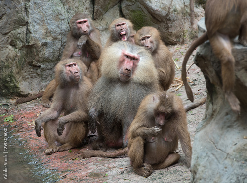 Family group of Hamadryas baboon monkeys resting with rocks as background photo