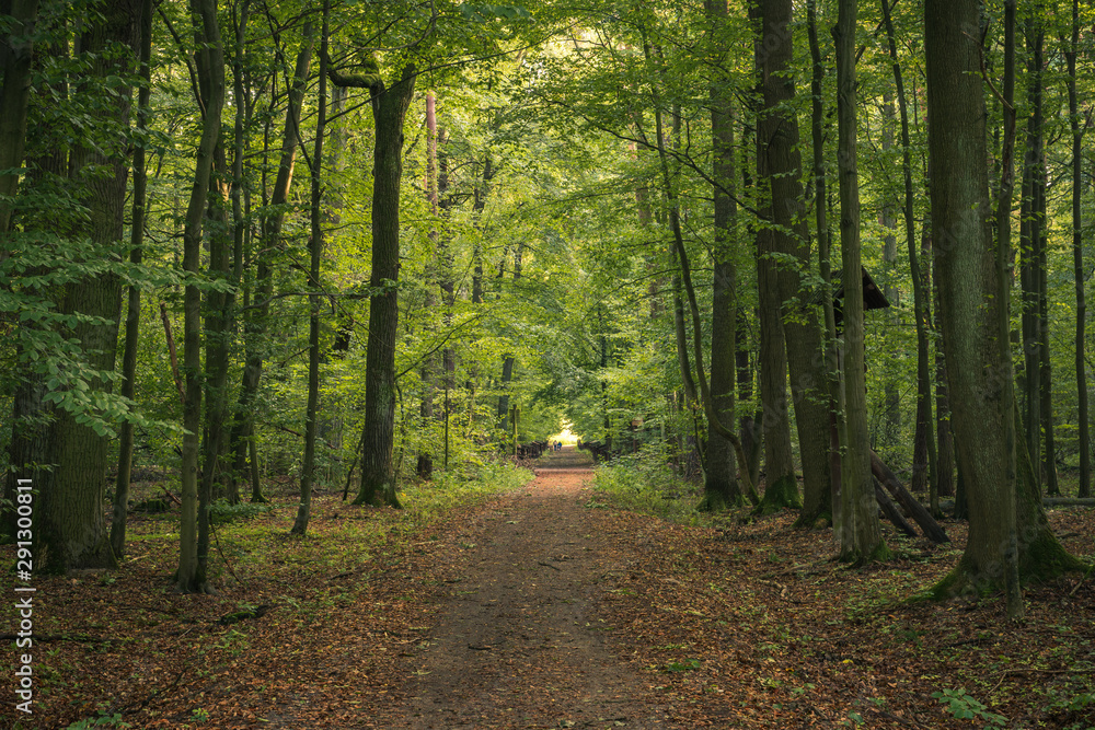 Road in Kabacki forest, Masovia, Poland