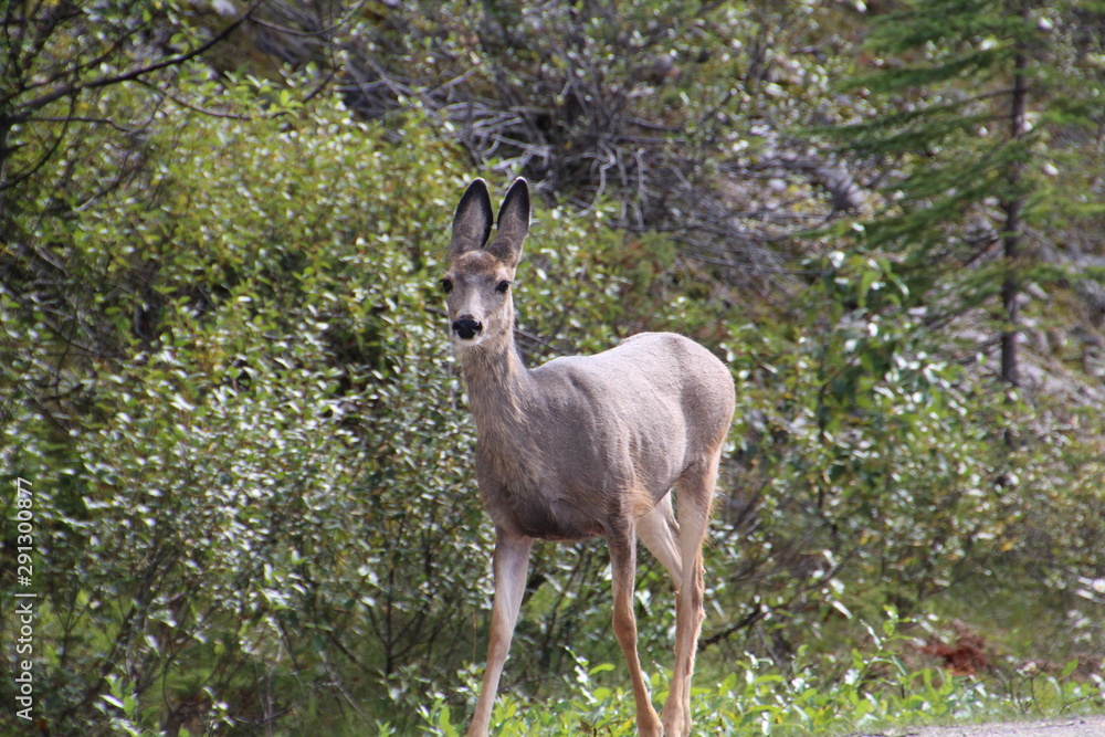 Alert Deer, Jasper National Park, Alberta Alert Deer, Jasper National Park, Alberta