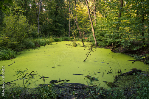 Fotografia Swamp in Kabacki forest, Masovia, Poland