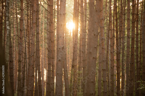 Słońce prześwitujące zza drzew photo