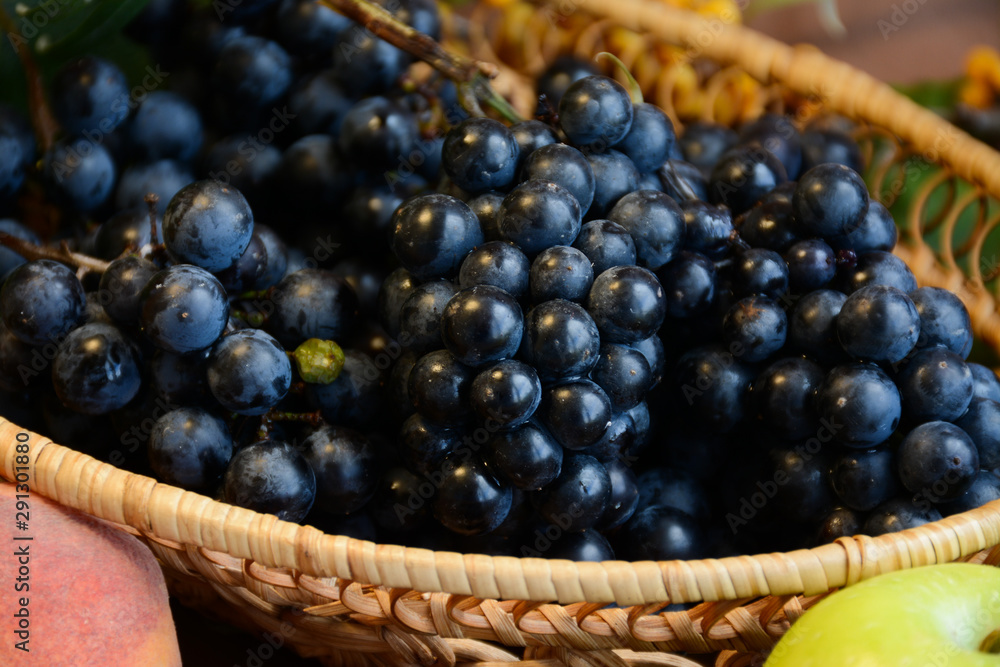 Bunches of blue grapes in a wicker plate next to fruit Bunches of blue grapes in a wicker plate next to fruit