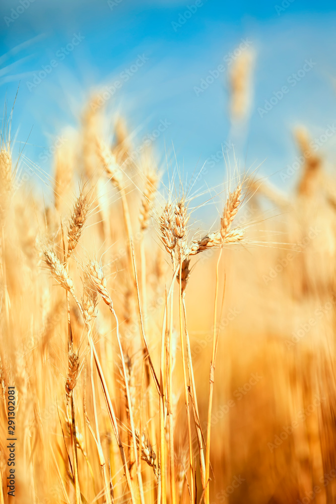 agricultural landscape with road runs through field with ears of ripe Golden wheat on a farm on a Sunny summer day agricultural landscape with road runs through field with ears of ripe Golden wheat on a farm on a Sunny summer day
