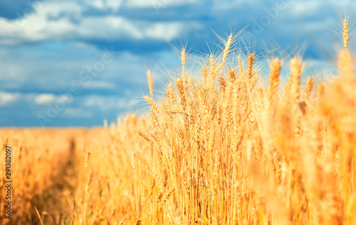  landscape with field ears ripe Golden wheat on a farm on a Sunny summer day against a clear clear blue sky with white clouds