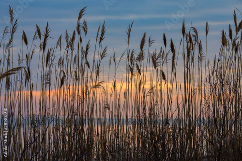 Seagrass Silhouette at Sunrise Chesapeake Bay Calvert County Southern Maryland USA