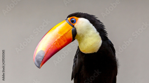close-up portrait of a toucan bird with a nuetral background photo