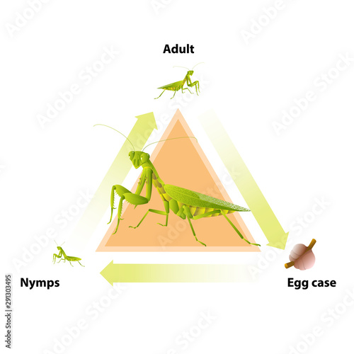 The life-cycle of mantis. Predatory insects. Eat insects for food.