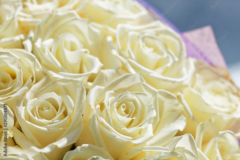 White roses flowers on bokeh backdrop. Floral background with soft selective focus. Shallow depth of field White roses flowers on bokeh backdrop. Floral background with soft selective focus. Shallow depth of field