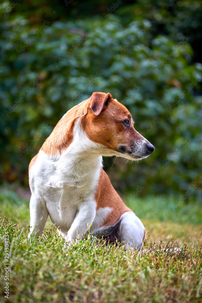 cute beautiful dog breed Jack Russell in profile on a walk