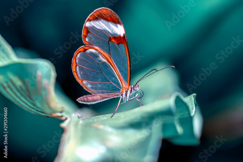 Glasswing Butterfly (Greta oto) in a summer garden photo