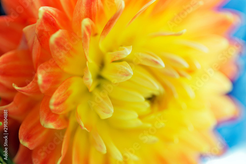 Close-up of yellow dahlia. Selective focus and shallow depth of field.