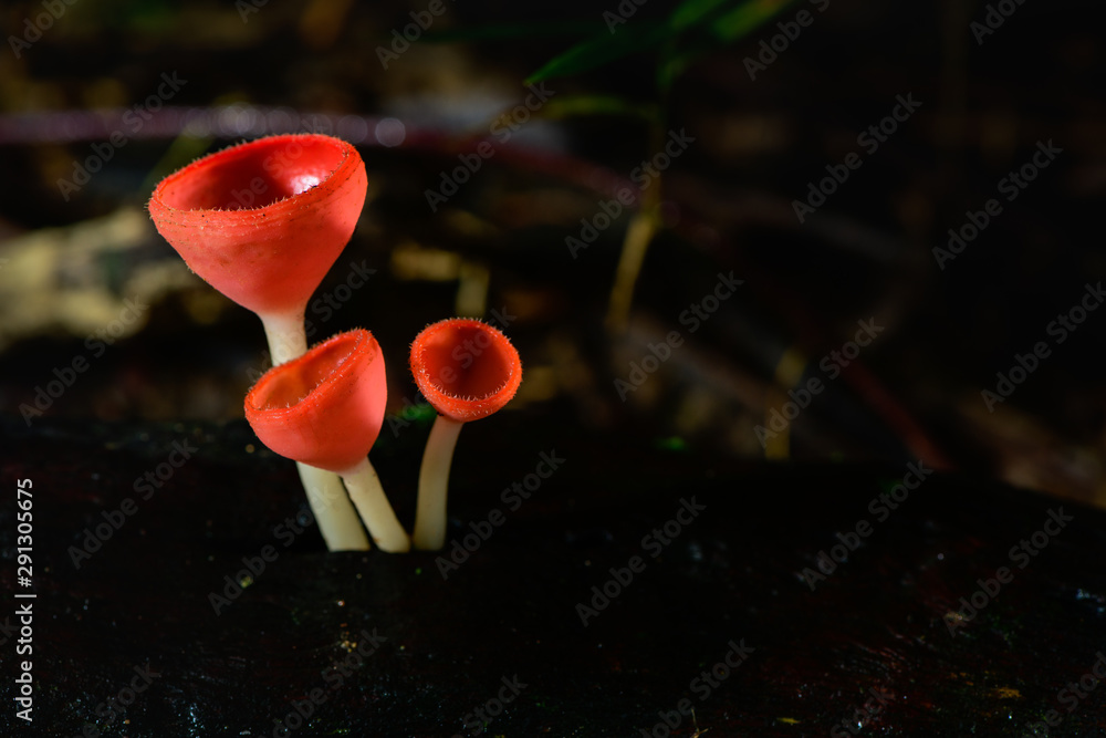 Fungi cup red Mushroom Champagne Cup or Pink burn cup Fungi cup red Mushroom Champagne Cup or Pink burn cup