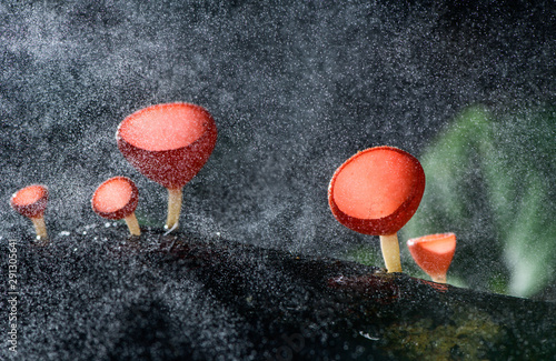 Fungi cup red Mushroom Champagne Cup or Pink burn cup,Tarzetta Rosea ( Rea) Dennis (Pyronemataceae) with spray water on background