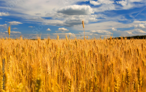 agricultural landscape with field ears ripe Golden wheat on a farm on a Sunny...