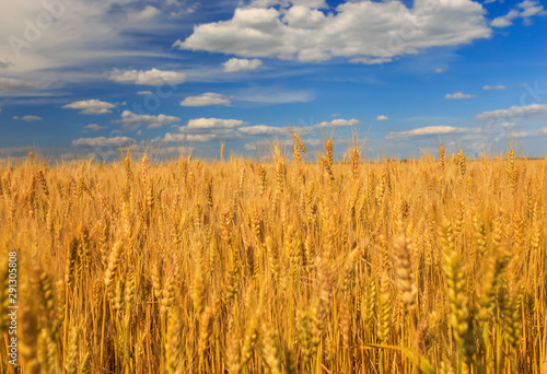 industrial agricultural landscape with field ears ripe Golden wheat on a farm...