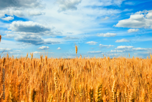 agricultural landscape with field ears of ripe Golden wheat on summer Sunny d...