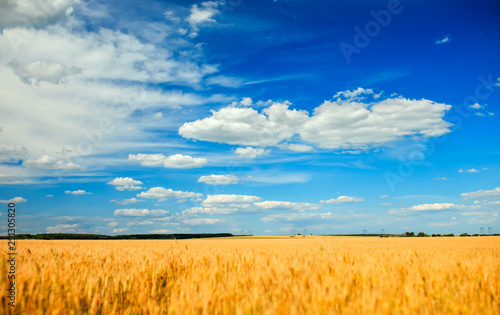 agricultural landscape with field ears of ripe Golden wheat on summer Sunny d...