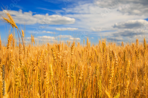 industrial agricultural landscape with field ears ripe Golden wheat on a farm...