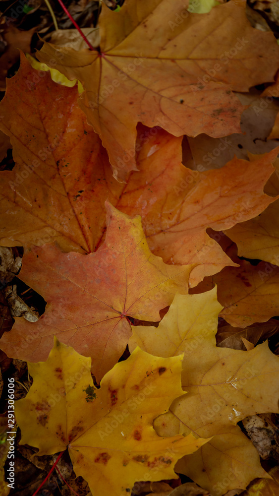 autumn background texture. colorful fallen maple leaves on the ground
