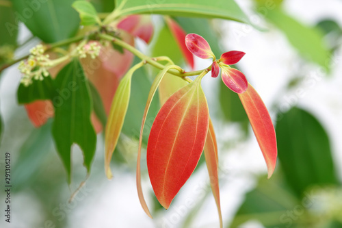 Fotografija Closeup beautiful young cinnamon (Cinnamomum) leaves