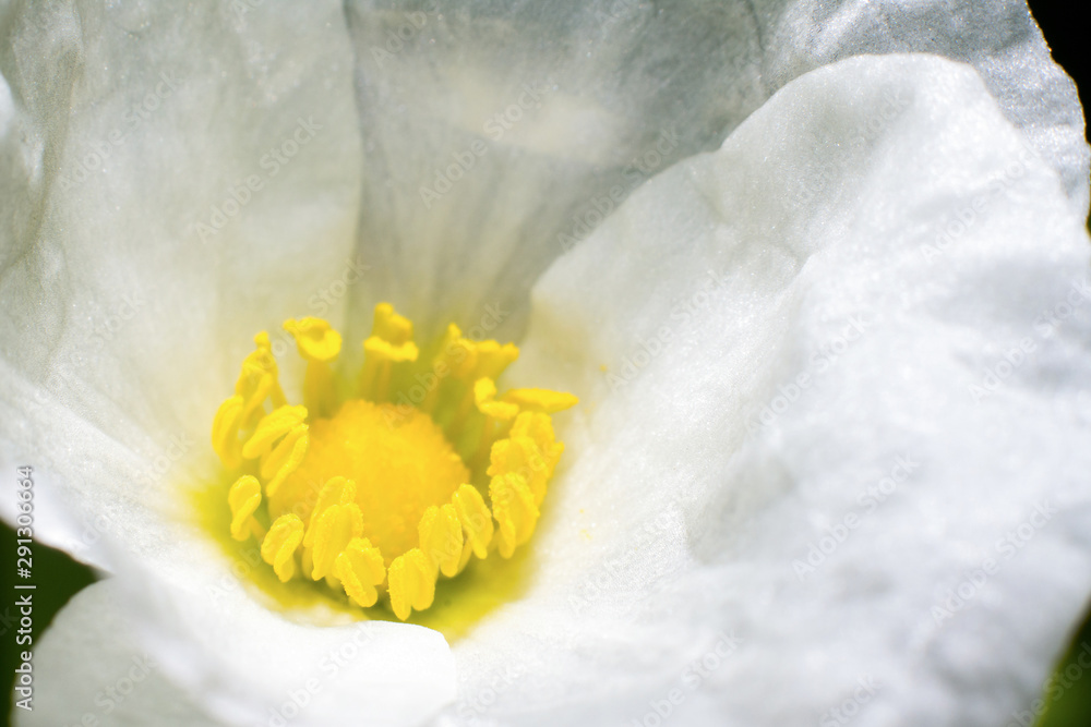 Obraz premium Close up of White flower with yellow pollen.