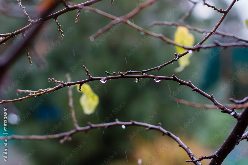 Background. Wet branches with raindrops and yellow leaves in the autumn garden. Autumn rain. Close-up. Background. Wet branches with raindrops and yellow leaves in the autumn garden. Autumn rain. Close-up.