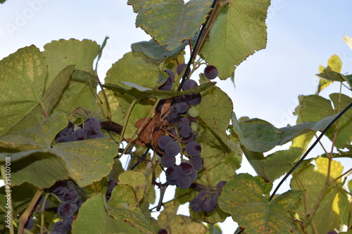 rote Trauben photo