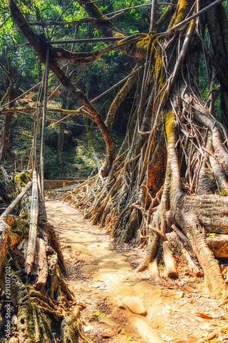 A living roots bridge photo