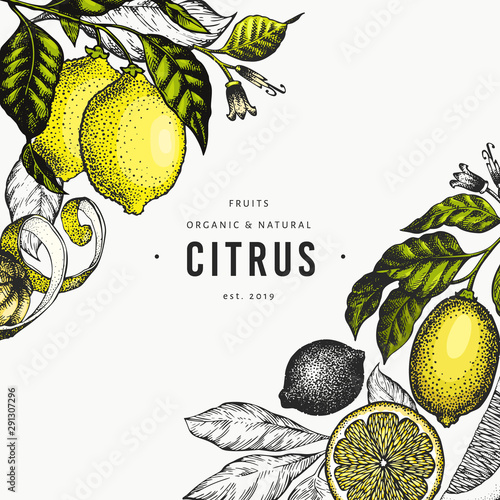 Lemon tree banner template. Hand drawn vector fruit illustration. Engraved style banner. Vintage citrus design.