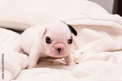 Black and White French Bulldog Puppy so cute