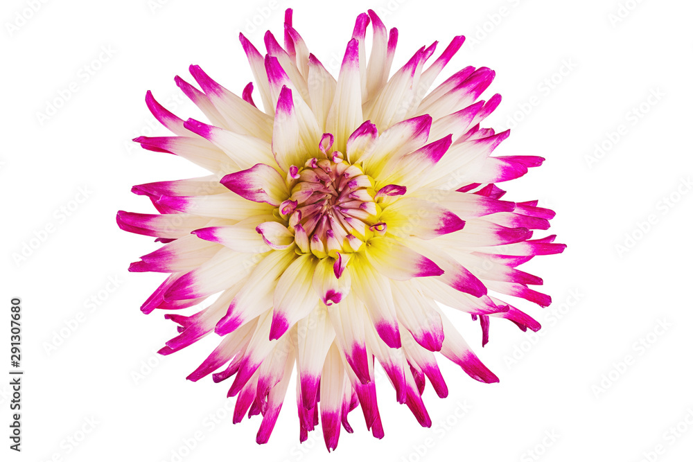 Dahlia flower. On white background. Close-up. For design.